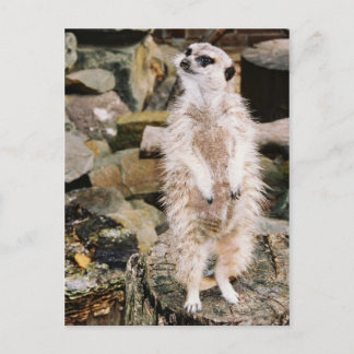 Meerkat Postcard ポストカード