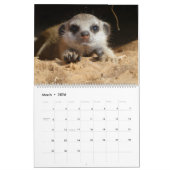Meerkat Pups of the KMP 2026 Calendar カレンダー (3月 2026)