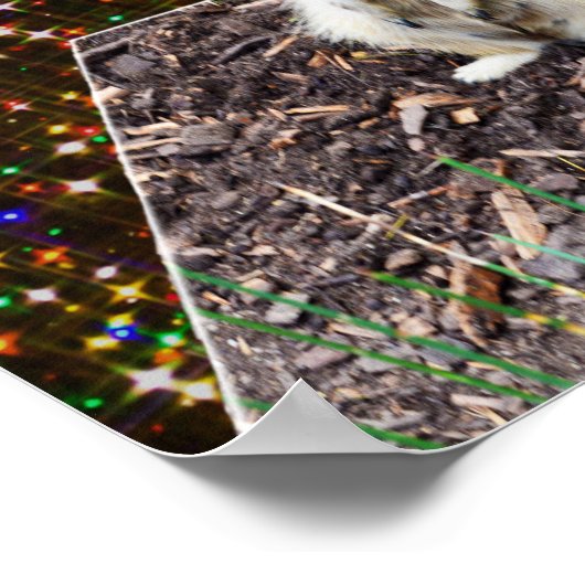 Meerkat Twinkle Stars, Poster ポスター (角)