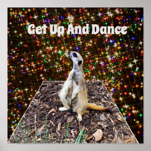 Meerkat Twinkle Stars, Poster ポスター (正面)