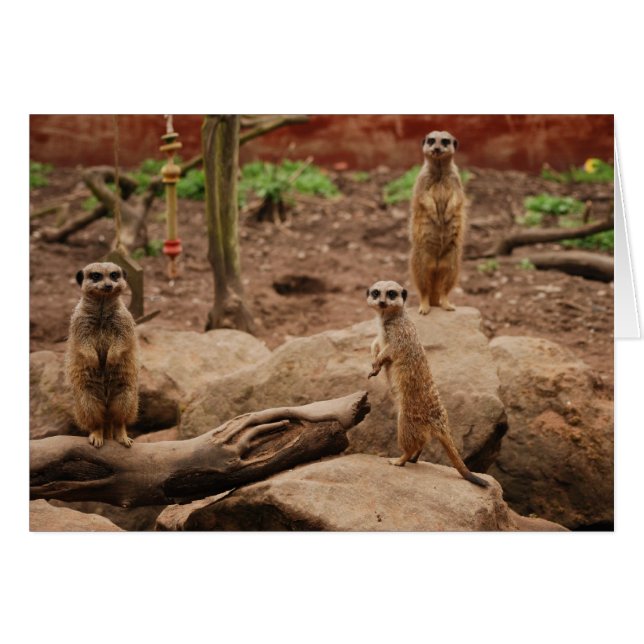 meerkats (正面横)
