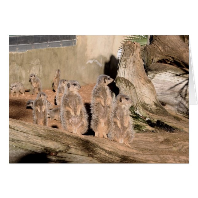 Meerkats (正面横)
