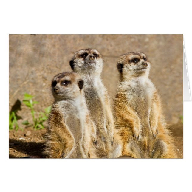Meerkats (正面横)