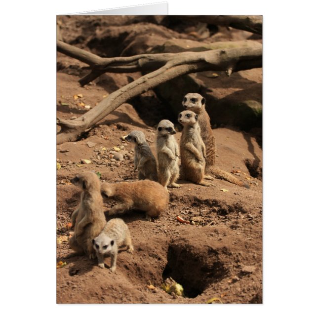meerkats (正面)