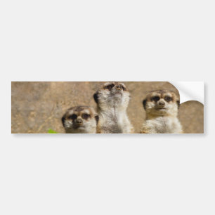 Meerkats バンパーステッカー