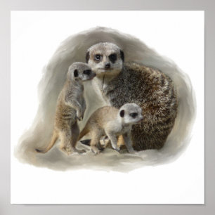 meerkats ポスター