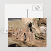 Meerkats ポストカード (正面/裏面)