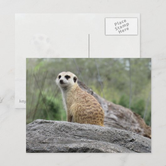 Meerkcat (0447)はがき ポストカード (正面/裏面)