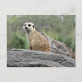 Meerkcat (0447)はがき ポストカード (正面)
