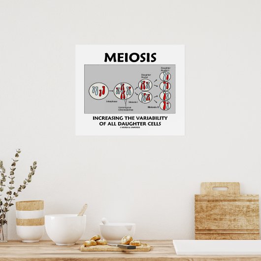 Meiosis Increasing Variability All Daughter Cells ポスター (キッチン)