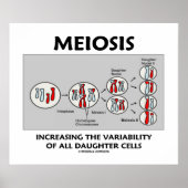 Meiosis Increasing Variability All Daughter Cells ポスター (正面)
