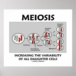 Meiosis Increasing Variability All Daughter Cells ポスター