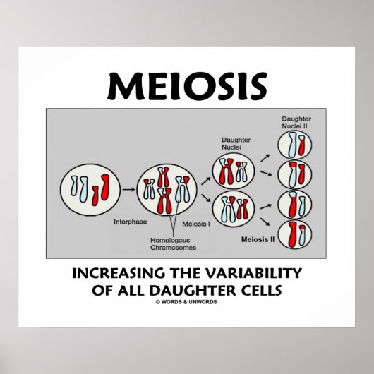 Meiosis Increasing Variability All Daughter Cells ポスター (正面)