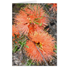 Melalucaの空白のなカード