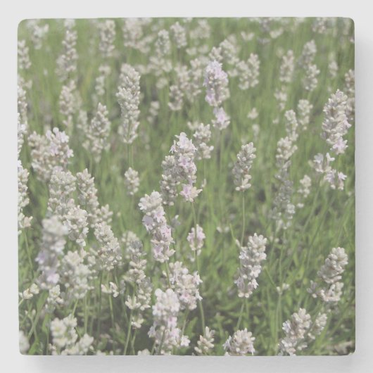 Melissa Lavender ストーンコースター (正面)