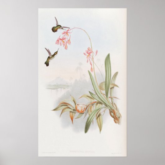 Mellisuga Minima Hummingbirds by John Gould ポスター (正面)