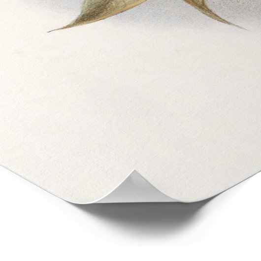 Mellisuga Minima Hummingbirds by John Gould ポスター (角)