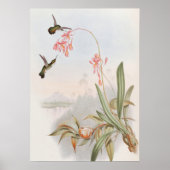 Mellisuga Minima Hummingbirds by John Gould ポスター (正面)