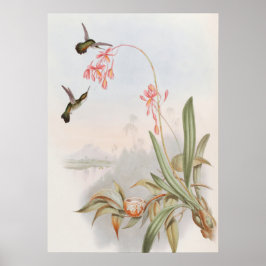 Mellisuga Minima Hummingbirds by John Gould ポスター