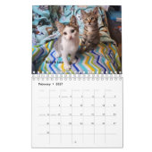 Melt Your Heart - MEOW 2023 Kitten Calendar カレンダー (2月 2027)