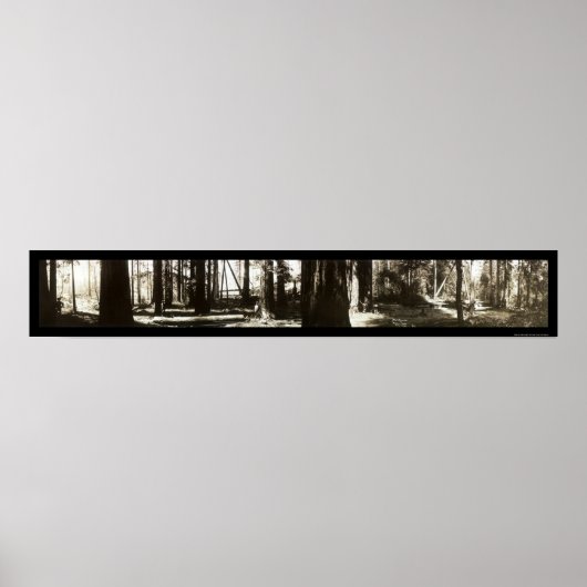 Mendocino, CA Redwoods Lumberjacks写真1911. ポスター (正面)