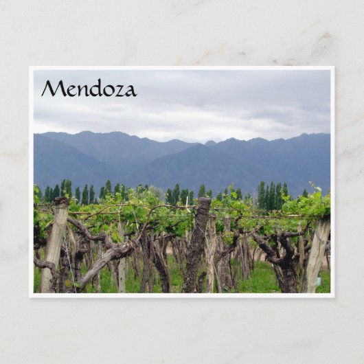 mendoza andesつる植物 ポストカード (正面)