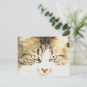 Meow Cats 14ポストカード ポストカード (スタンド正面)