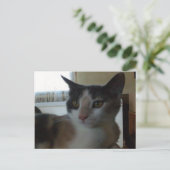 Meow Cats 25ポストカード ポストカード (スタンド正面)