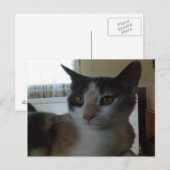 Meow Cats 25ポストカード ポストカード (正面/裏面)
