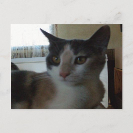 Meow Cats 25ポストカード ポストカード (正面)