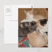 Meow Cats 29ポストカード ポストカード (正面/裏面)