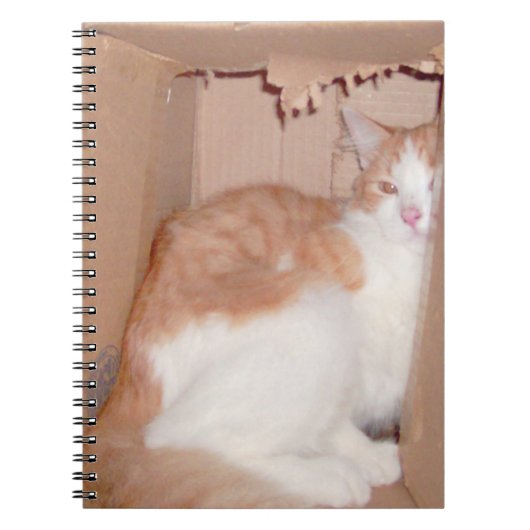 Meow Cats 31ノートブック ノートブック (正面)
