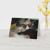Meow Cats 3 Greeting Card カード (黄色い花)