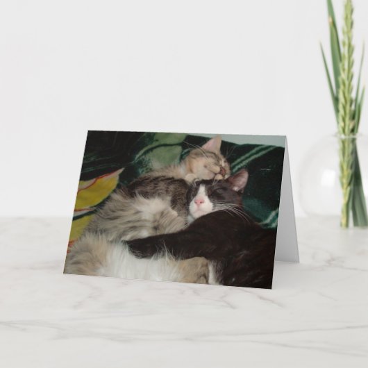 Meow Cats 3 Greeting Card カード (正面)
