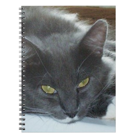 Meow Cats 8ノートブック ノートブック (正面)