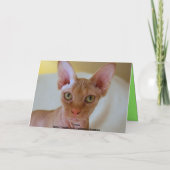 Meowyのクリスマスのスフィンクス猫 シーズンカード (裏面)