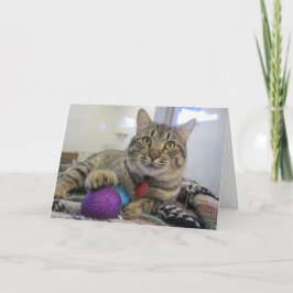 Meowyのクリスマス猫 シーズンカード