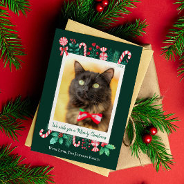 Meowy Christmas Cat写真クリスマス シーズンカード