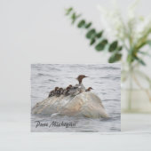 Merganserとchicks、北ミシガンのはがき ポストカード (スタンド正面)