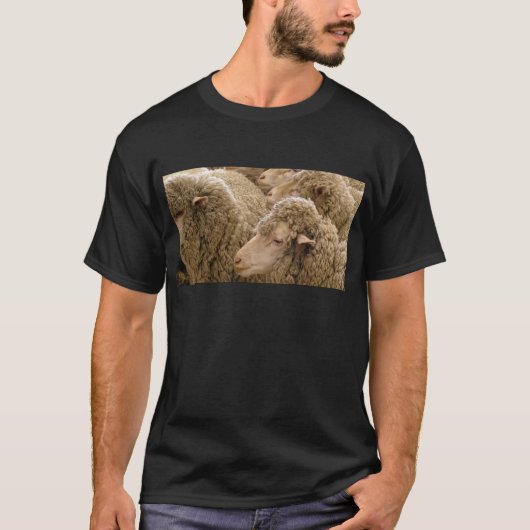 Merinoヒツジ Tシャツ (正面)