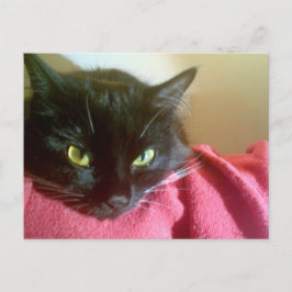 Merlin the Catポストカード ポストカード