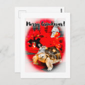 Merry Grinchmas baby sulcata tortoise with red bow ポストカード (正面/裏面)