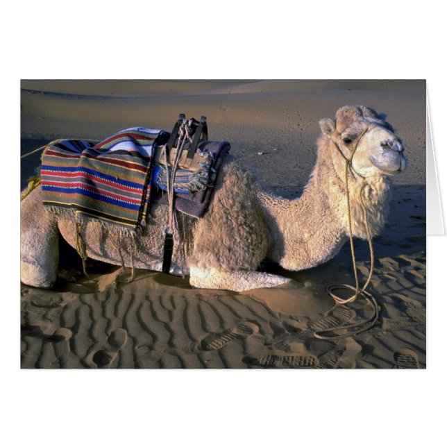 Merzouga、モロッコの近くのサハラ砂漠砂漠 (正面横)
