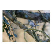 Mésange à longue queue posée ポスター (正面)