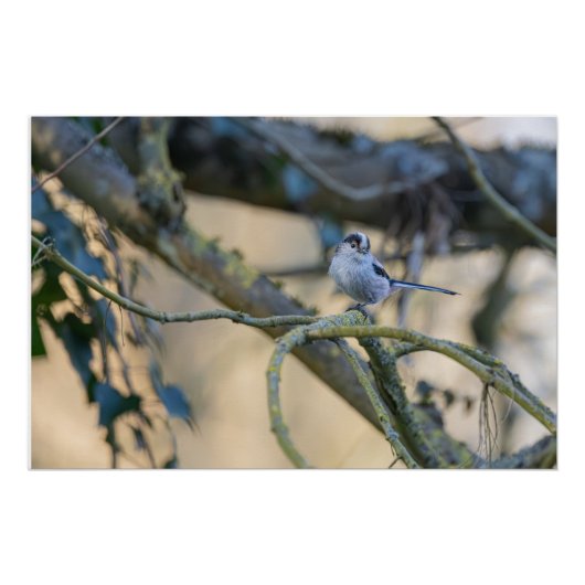 Mésange à longue queue posée ポスター (正面)