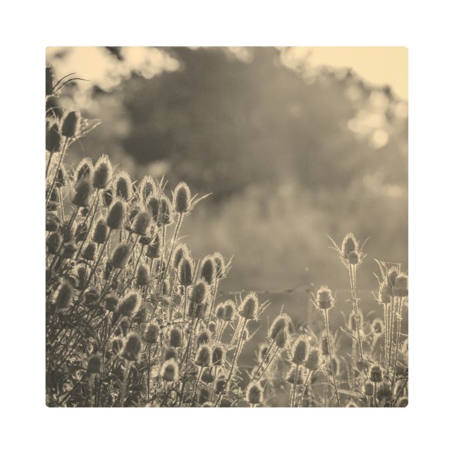 Metal Art sepia II メタルプリント (正面)