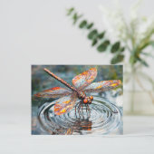 Metal Dragonfly Over Water ポストカード (スタンド正面)