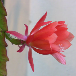 Metal Wall Art メタルプリント