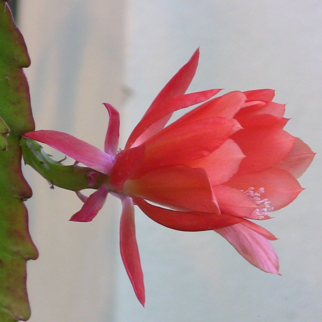 Metal Wall Art メタルプリント (クリエイターアップロード済み)