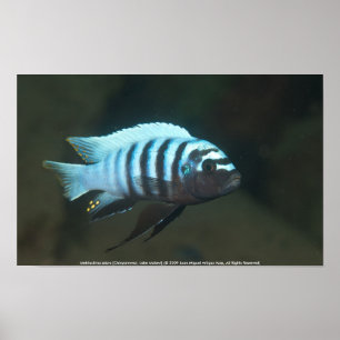 Metriaclimaのシマウマ[Chinyamwezi] ポスター